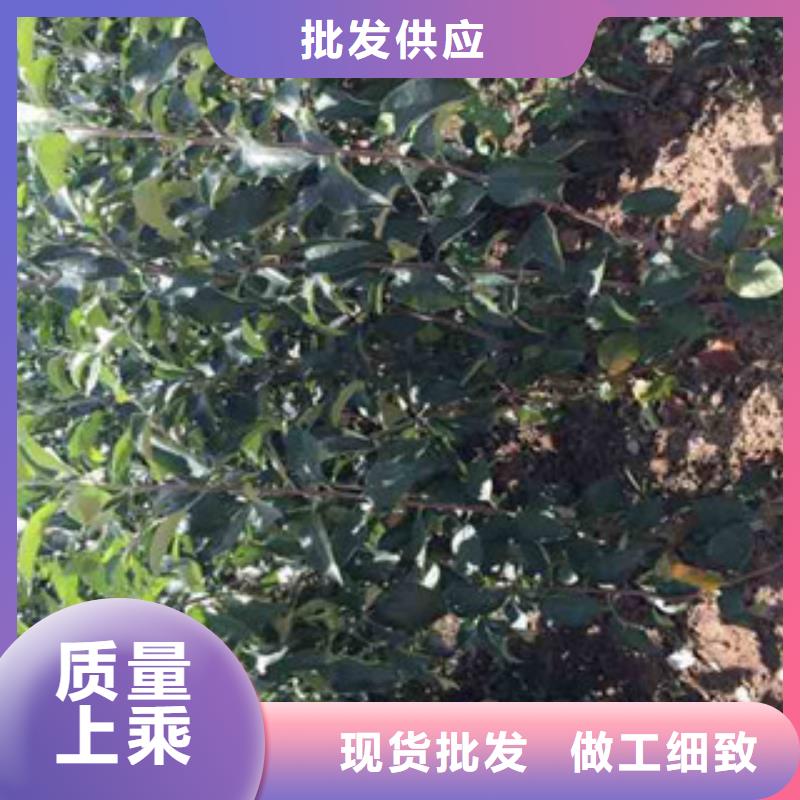 质量可靠的苹果苗厂商同城品牌