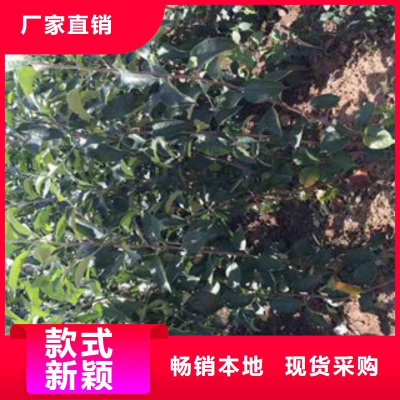 厂家主打产品苹果苗欢迎询价
