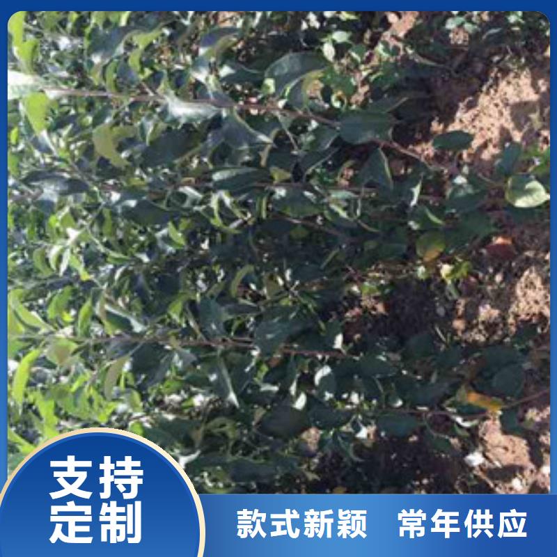 苹果苗定做-苹果苗厂