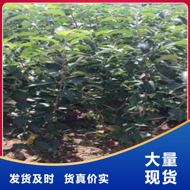 采购苹果苗全国统一价