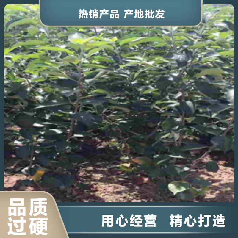 苹果苗源头供应商值得买