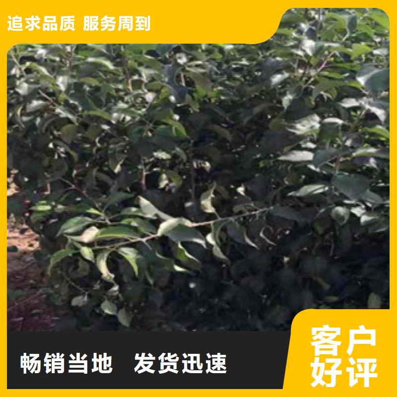 苹果苗市场价