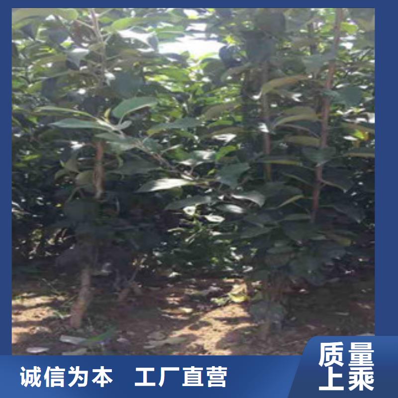 找苹果苗实体大厂
