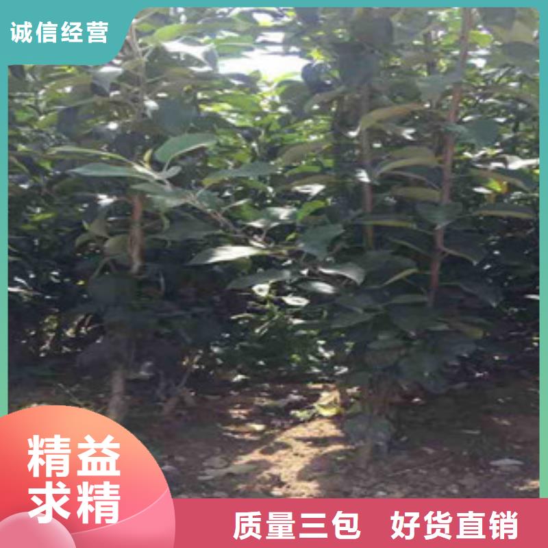 苹果苗厂家优惠促销