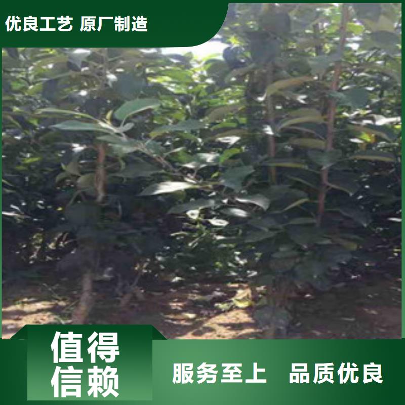 苹果苗-用心做产品