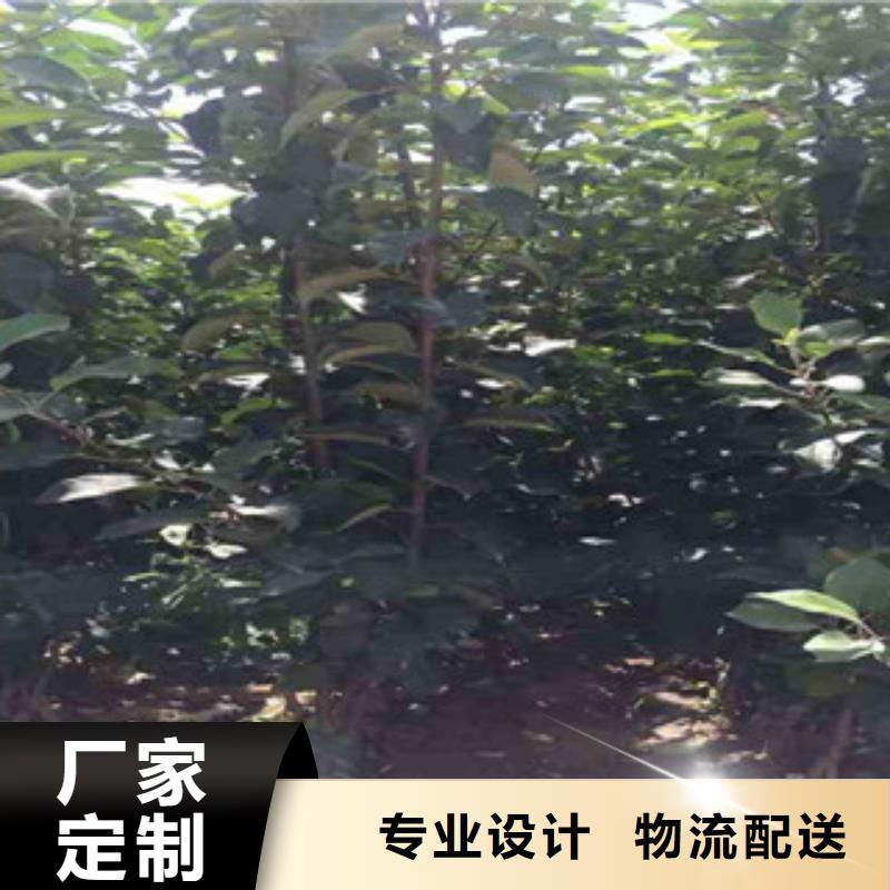 厂家主打产品苹果苗欢迎询价