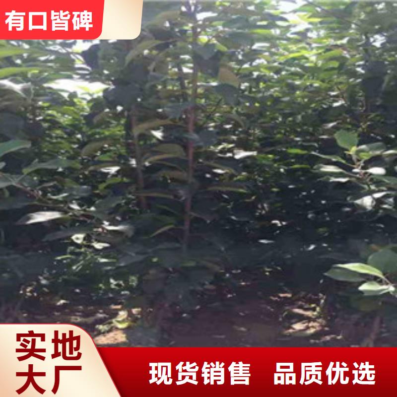 苹果苗、苹果苗厂家-认准兴海苗木种植合作社厂家直发