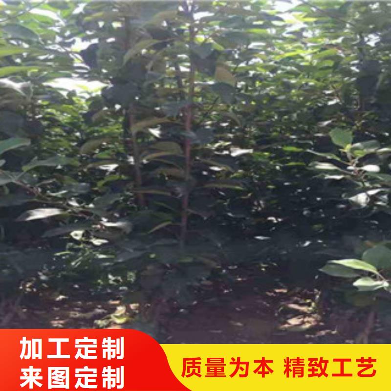 ：苹果苗生产厂家