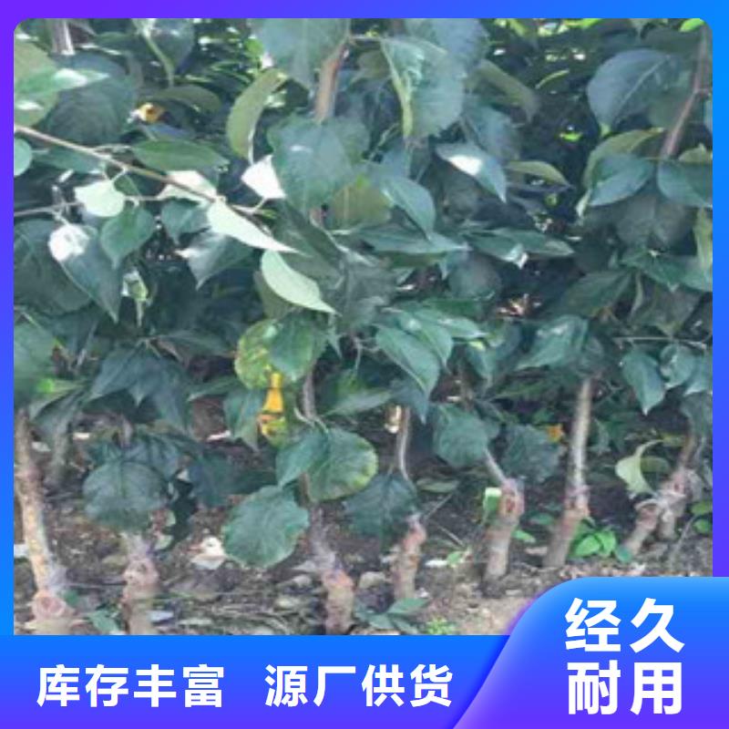 苹果苗货到付款厂家同城经销商