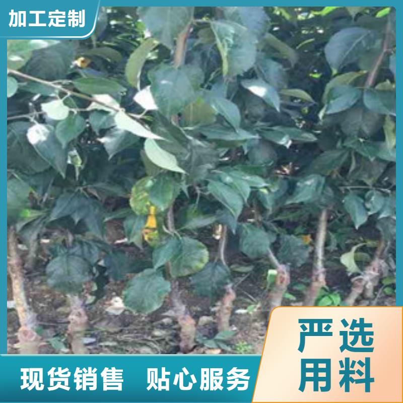生产苹果苗的实力厂家