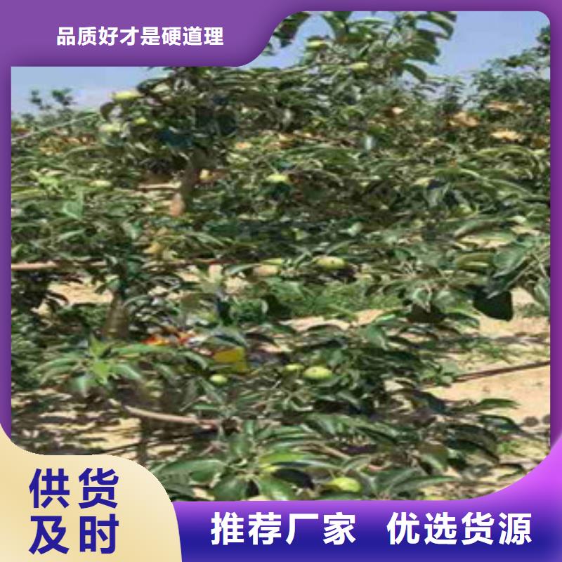 选择正规苹果苗厂家