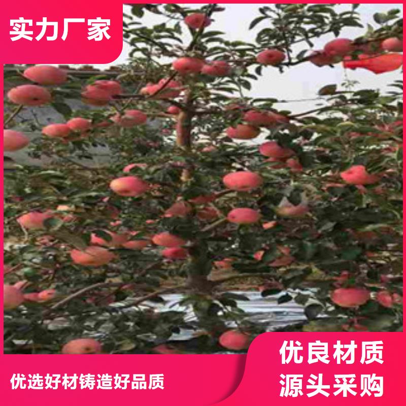 找苹果苗实体大厂