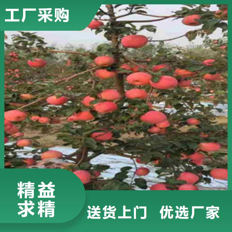 苹果苗-苹果苗供应
