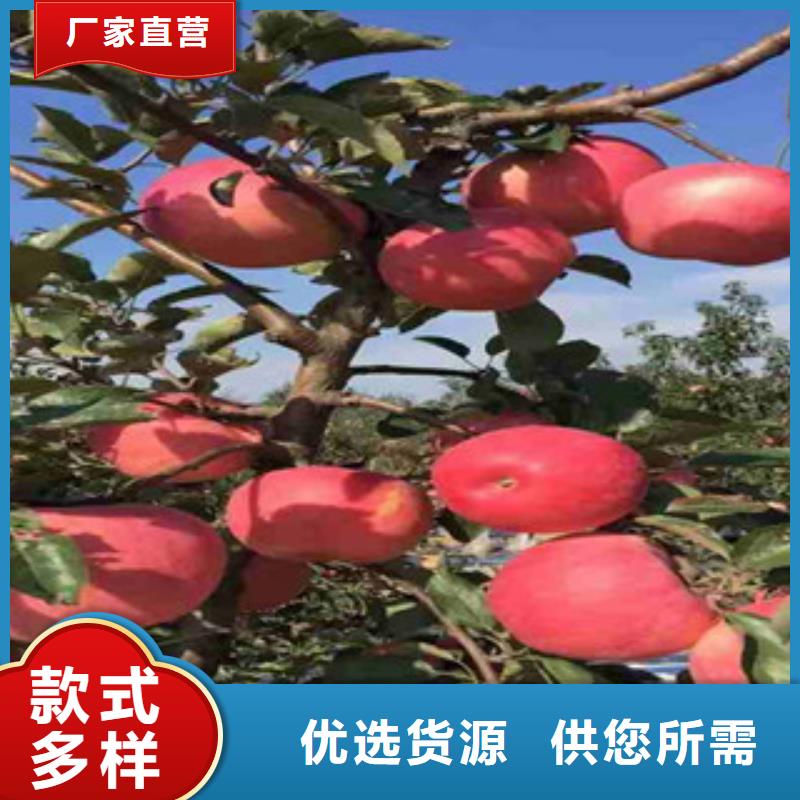 蘋果苗實體廠家打造行業品質