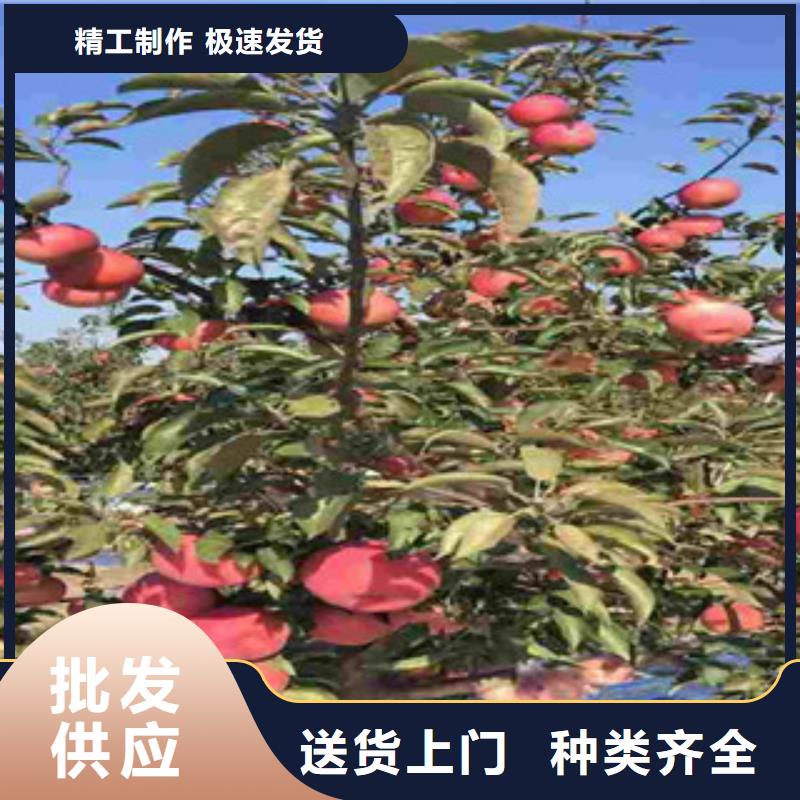 苹果苗实力厂家质量稳定