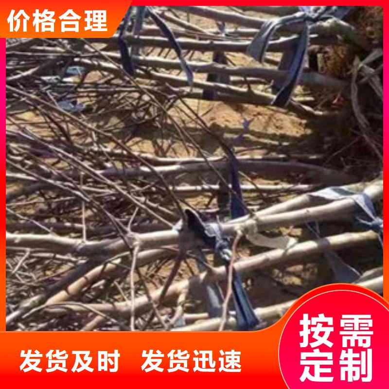 生产苹果苗的实力厂家