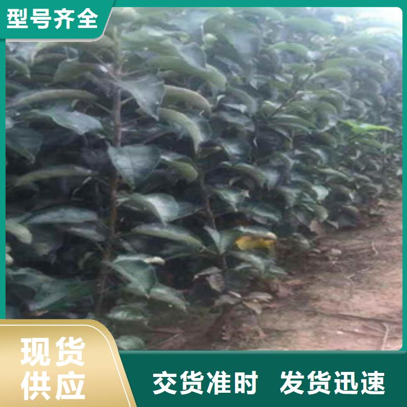 蘋果苗優選企業一站式采購商