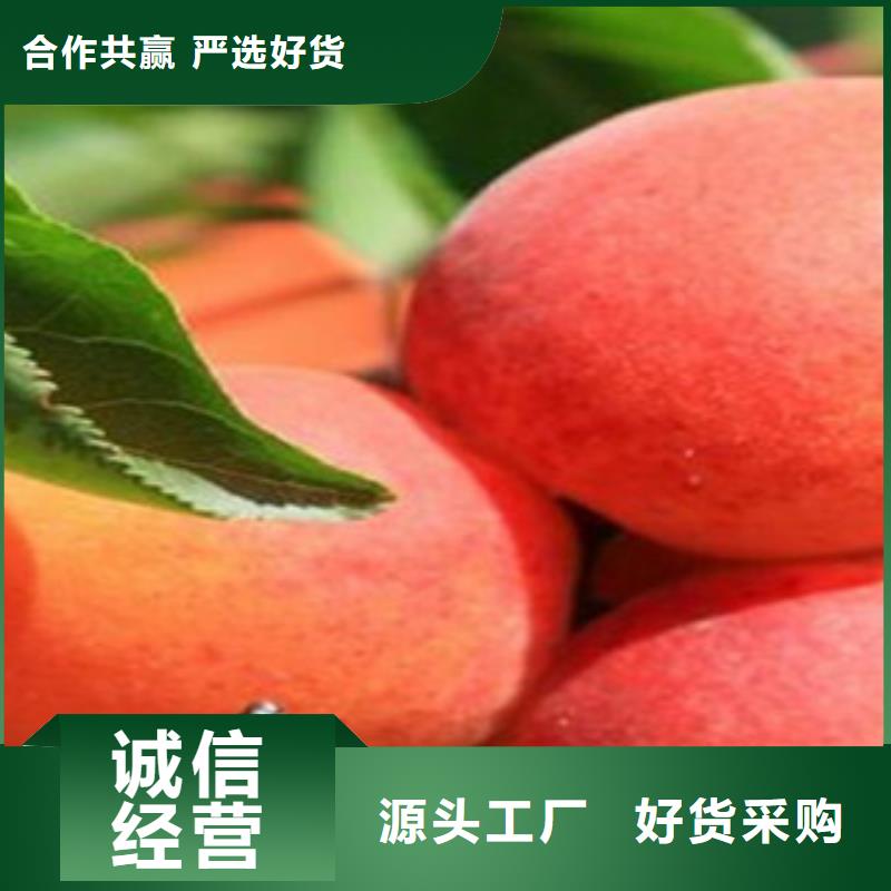 优惠的杏树苗批发商