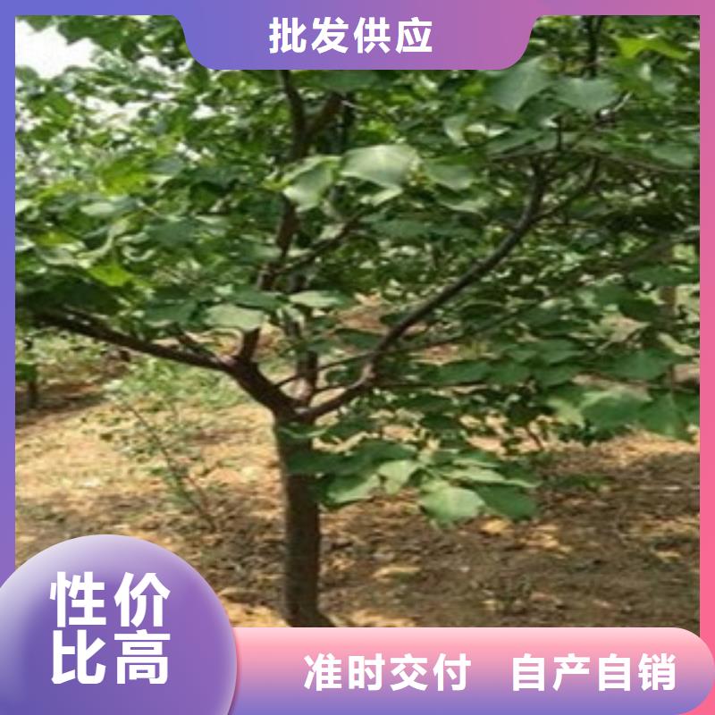 杏树苗上门施工