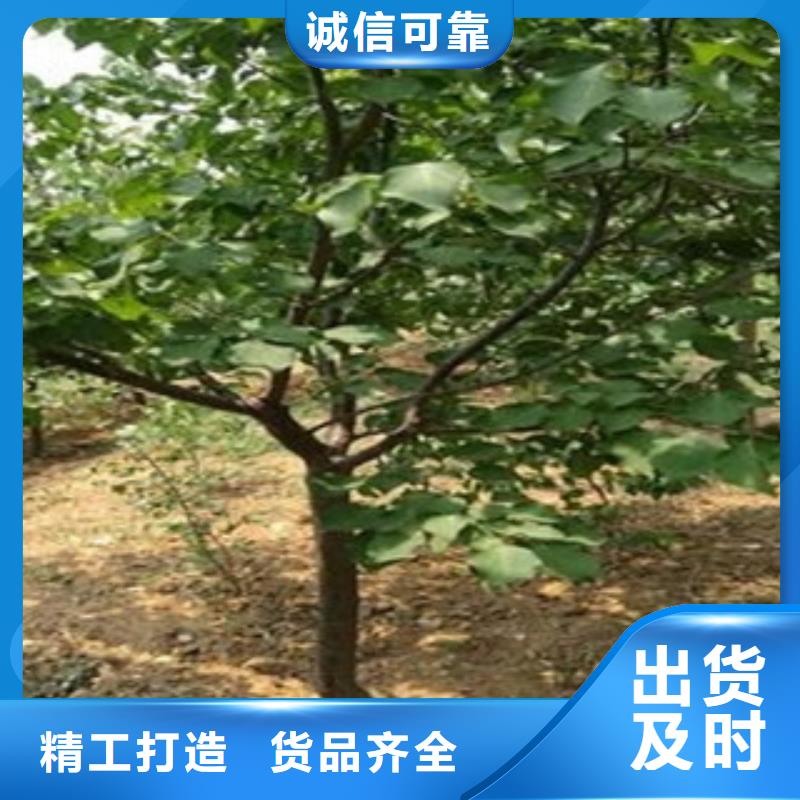 供应杏树苗品牌厂家