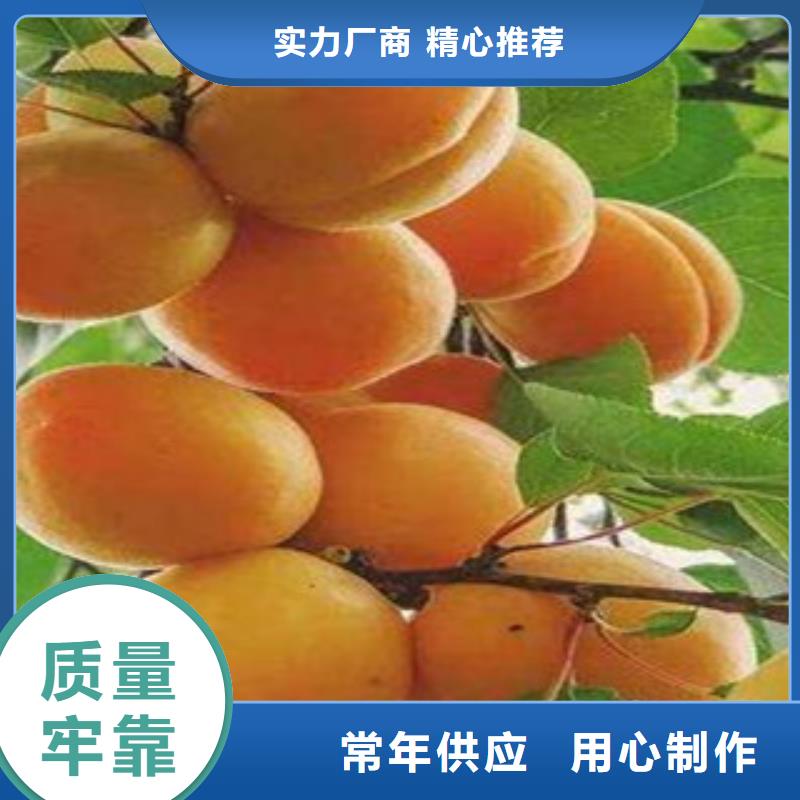 杏树苗价格实在