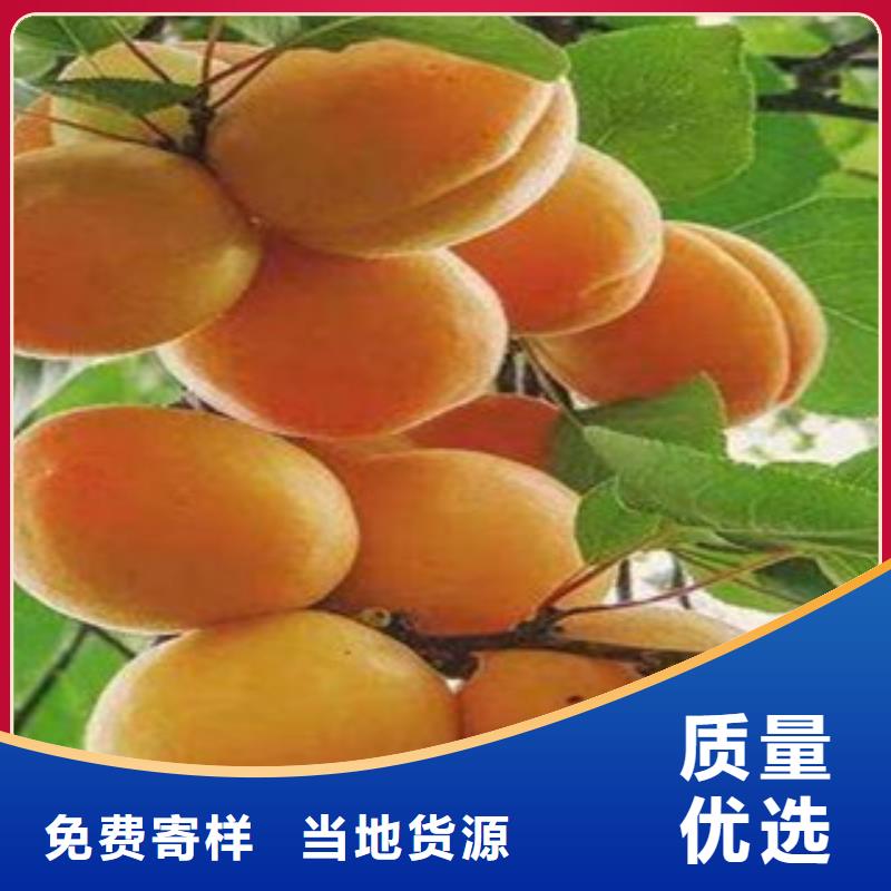 卖杏树苗的实力厂家