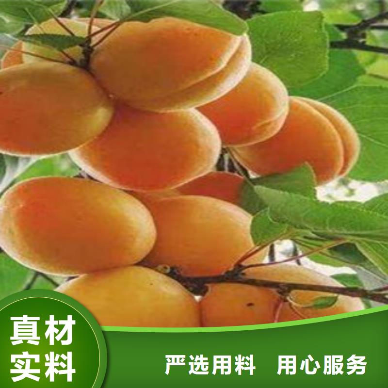 杏树苗以诚为本