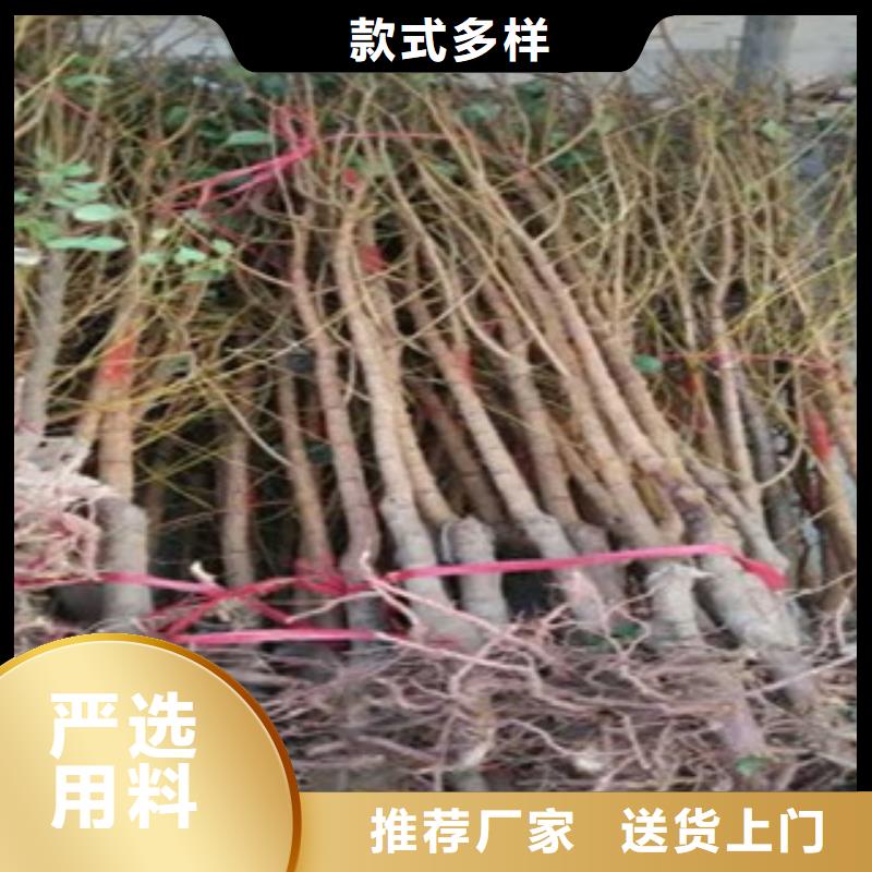 杏树苗能满足您的需求保质保量
