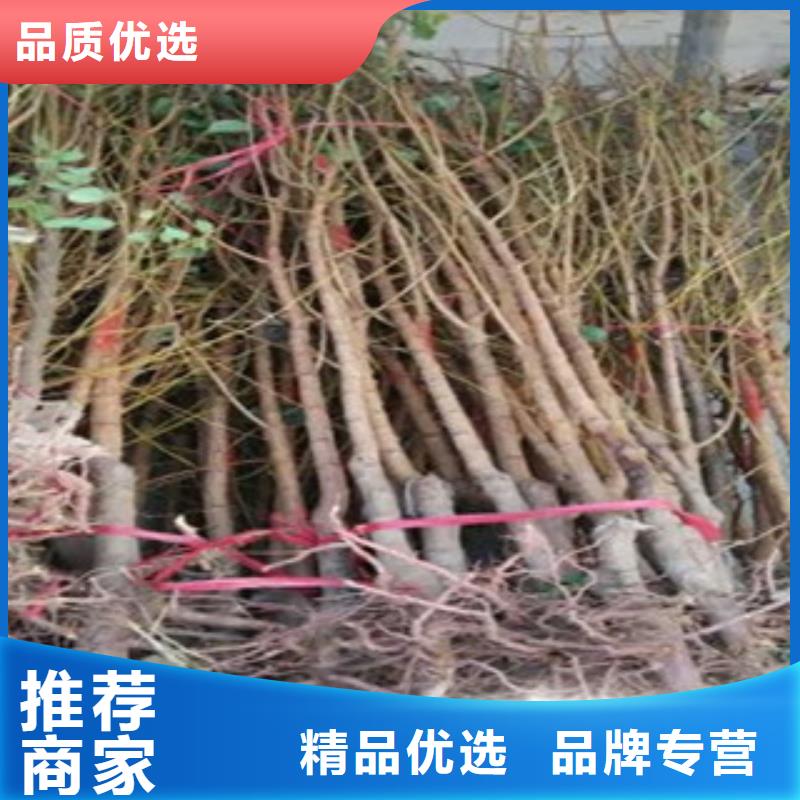 定做杏树苗的供货商正规厂家