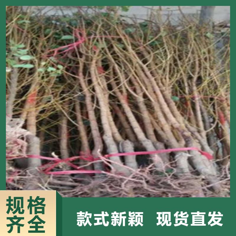 杏树苗发货快品质高