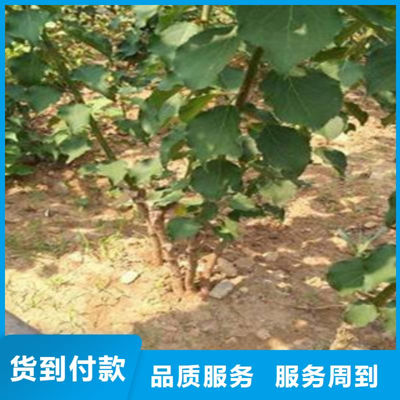 可定制的杏树苗品牌厂家