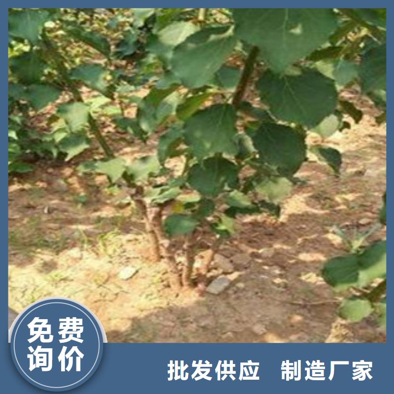 2025货到付款#杏树苗#生产厂家
