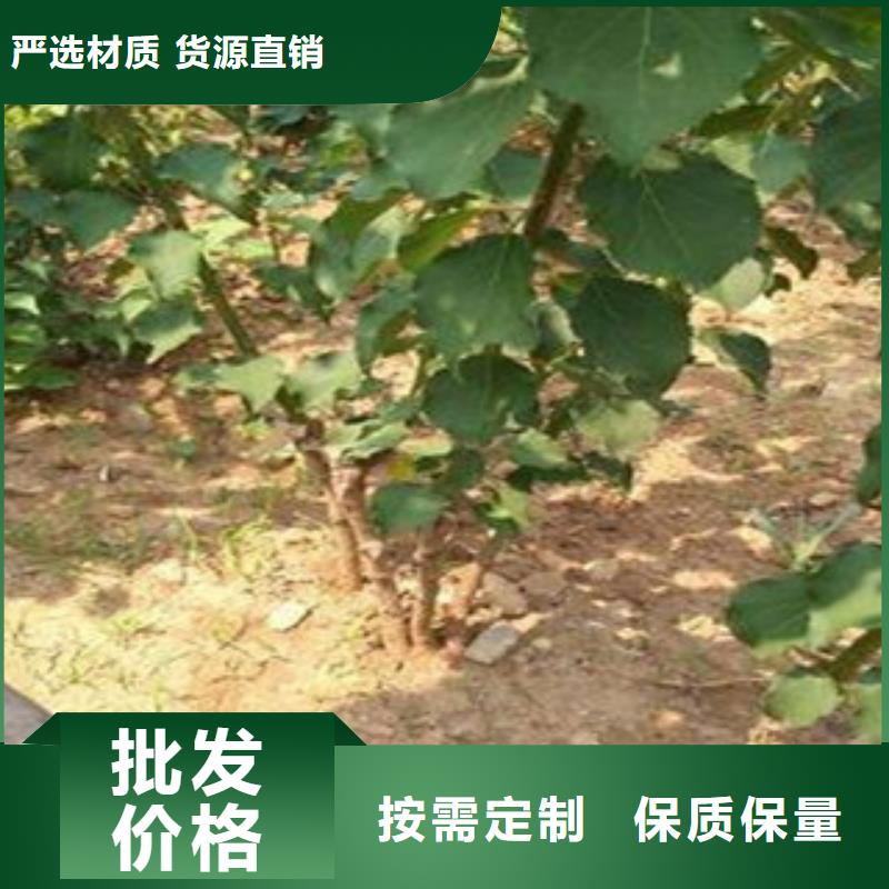 杏树苗周期短价格优快捷的物流配送