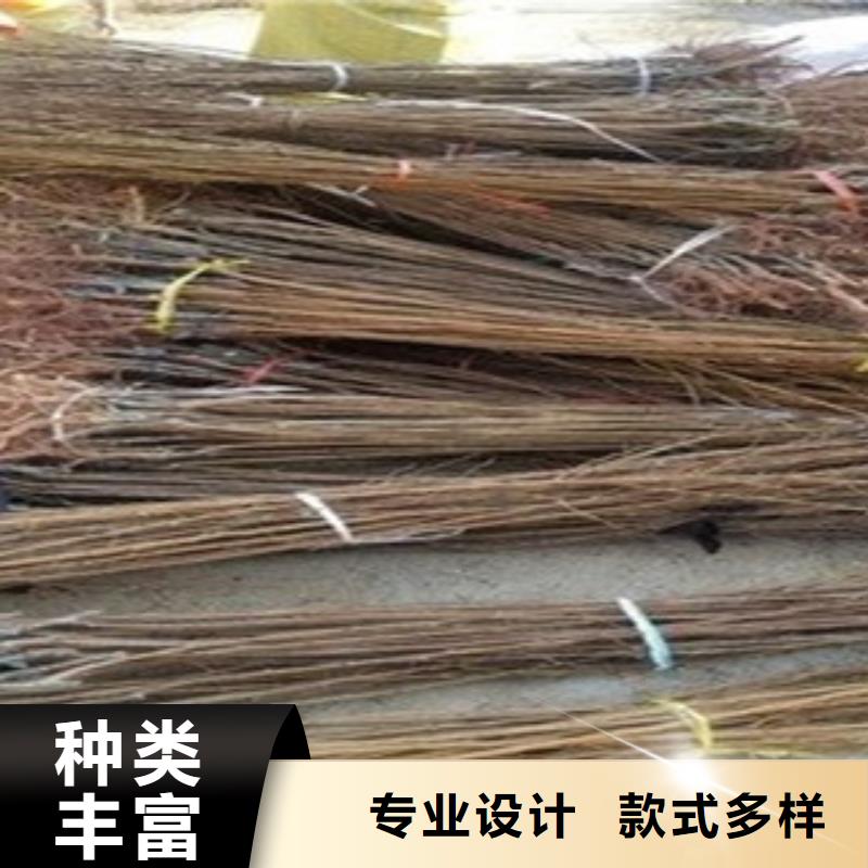 杏树苗以诚为本