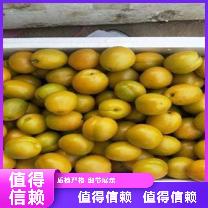 生产杏树苗的当地厂家制造生产销售