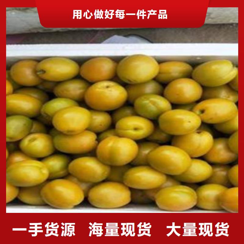 采购杏树苗必看-质量有保障