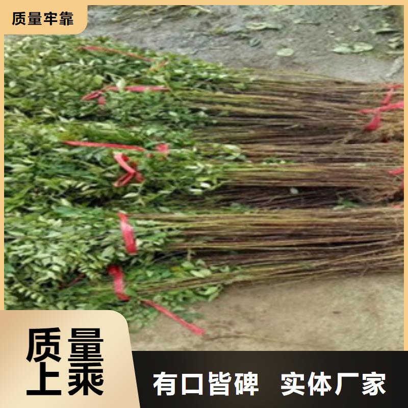 经验丰富的杏树苗生产厂家