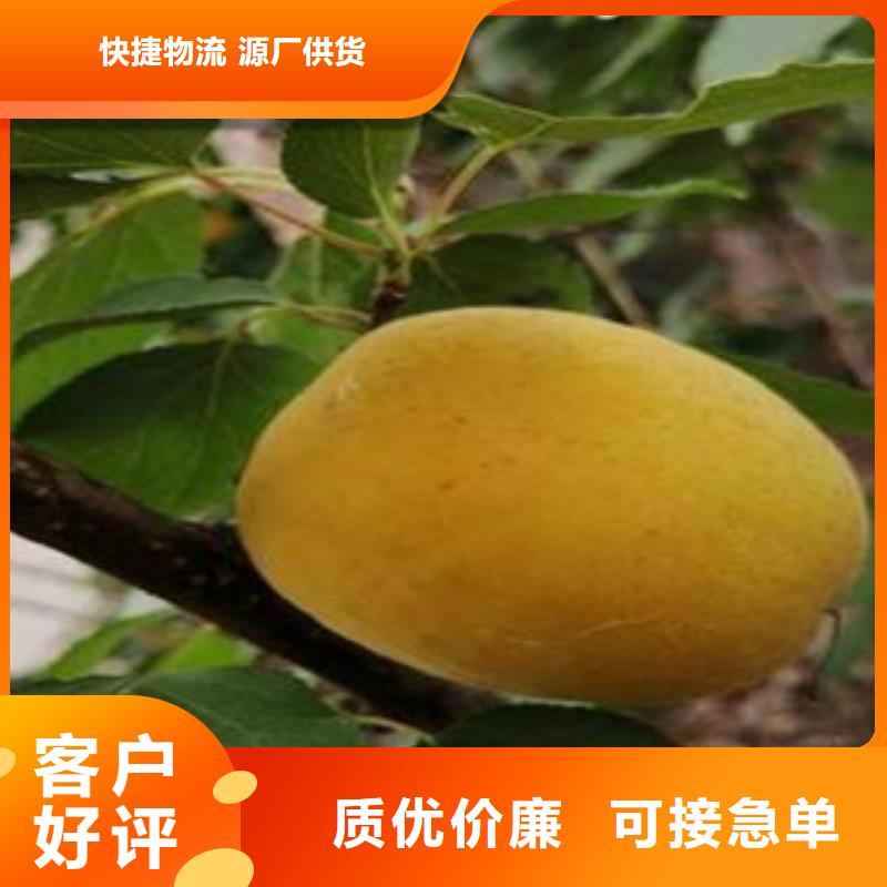 杏树苗认准实力工厂同城品牌