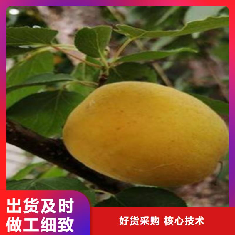 价格低的杏树苗品牌厂家源头厂家量大价优