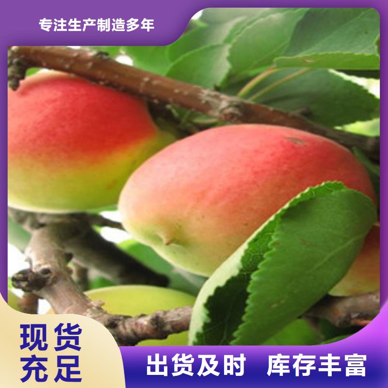 杏树苗上门施工