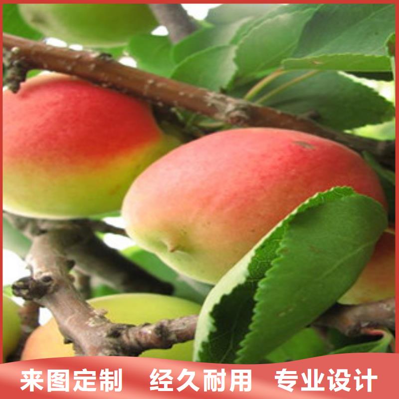 优惠的杏树苗批发商