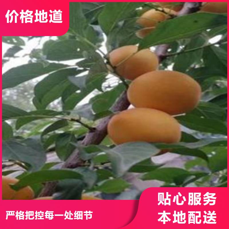 本地杏树苗厂家