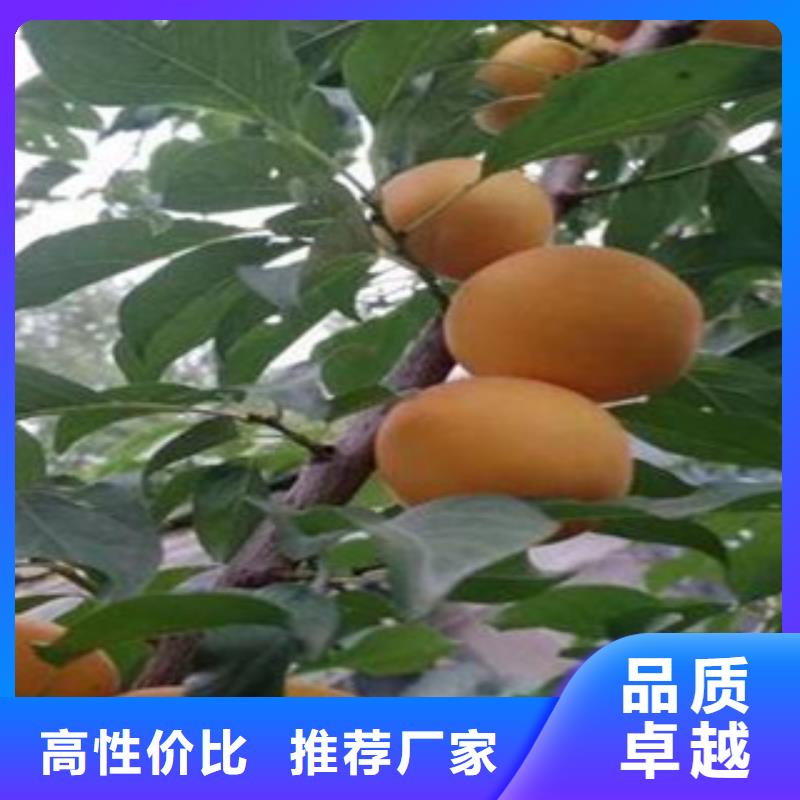 供应杏树苗品牌厂家同城公司