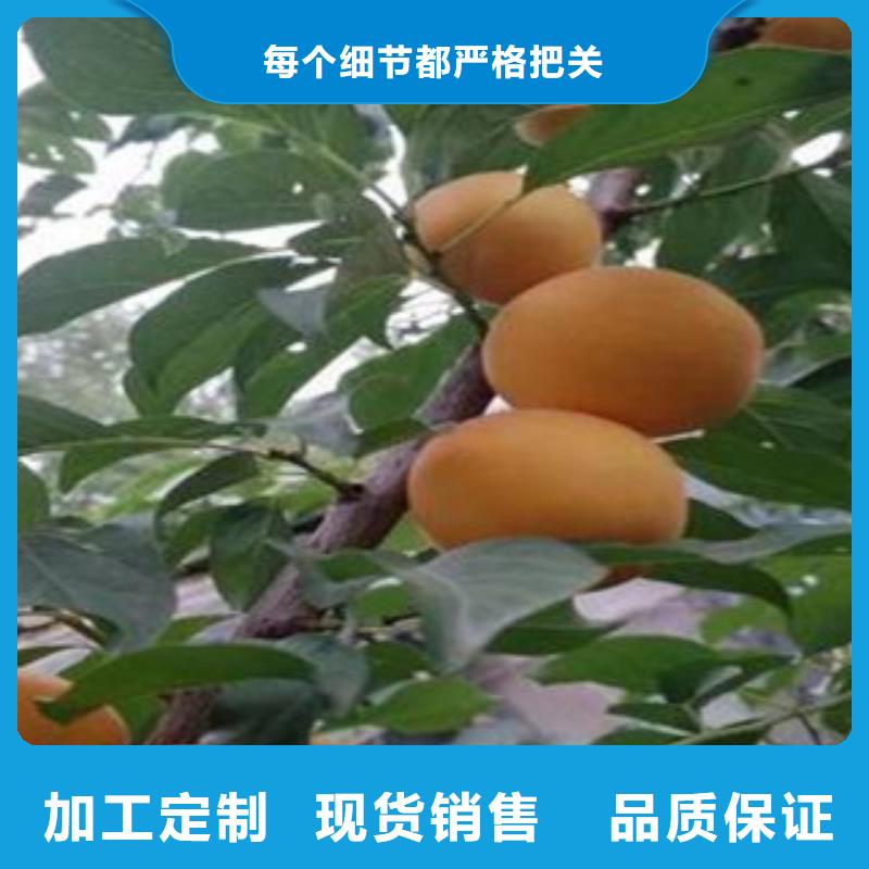 杏树苗品质稳定本地生产厂家