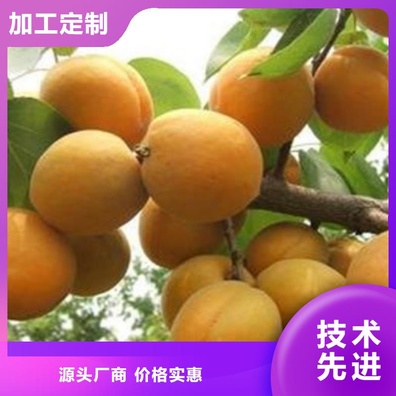 规格齐全的杏树苗公司源厂定制