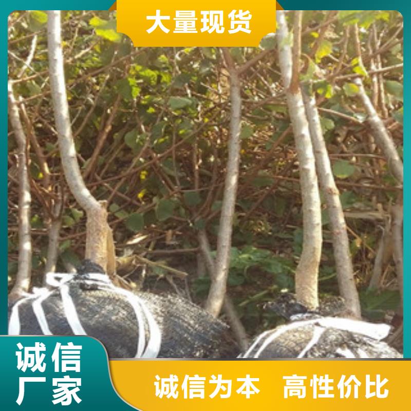 杏树苗口碑好