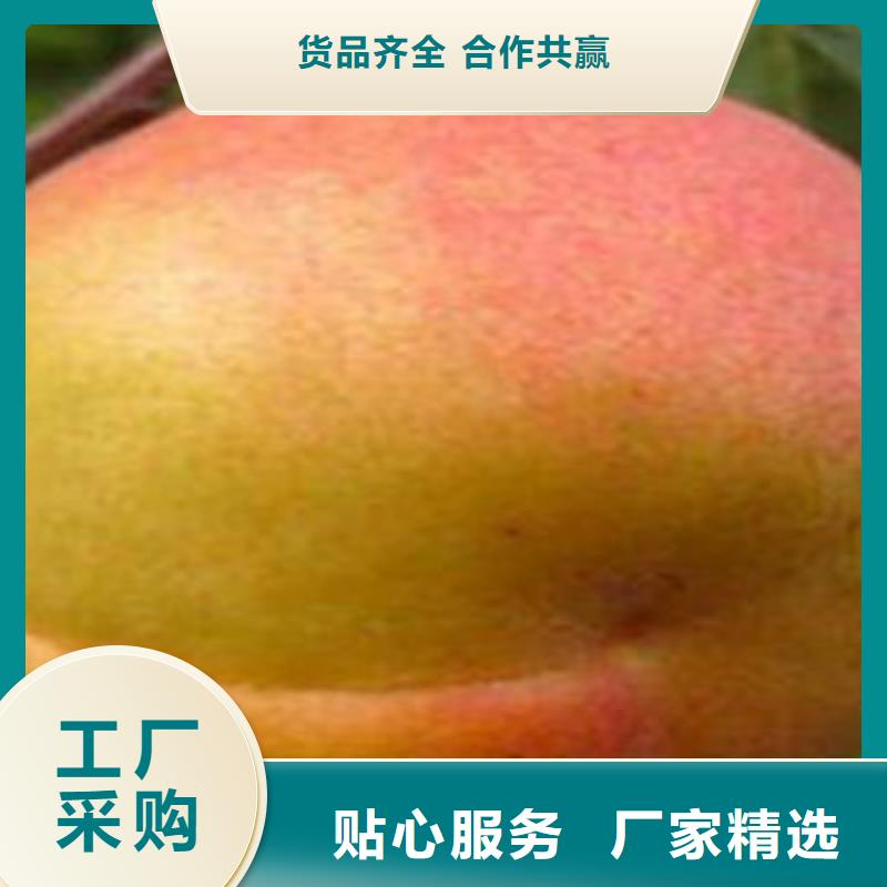 杏树苗_服务优质厂家直接面向客户