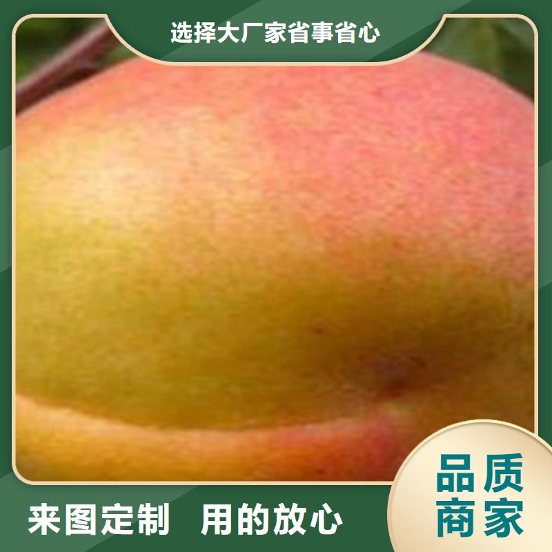 杏树苗随时发货快支持定制加工
