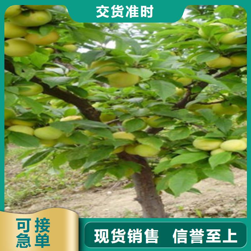 值得信赖的杏树苗销售厂家本地货源