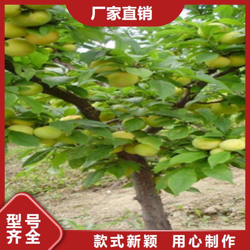 杏树苗价格实在